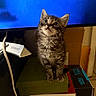 Meatball joined the competition — help win amazing prizes! cat, kitten, tabby, animal, pet, portrait, sitting, wide_eyed, whiskers, ears, fur, striped_fur, indoors, electronics, television, books, desk, cables, blue_light, curious