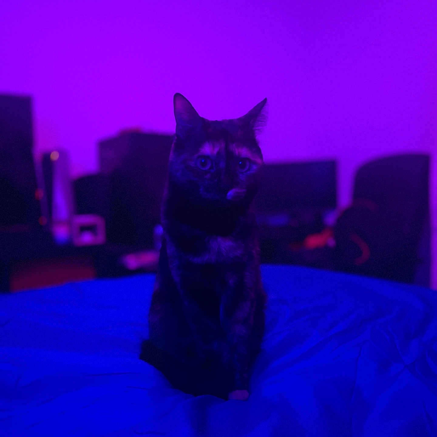 Tikki a rejoint le concours — aidez-le/la à gagner de superbes lots ! animal, architecture, bed, bedroom, blackcat, building, cat, computer, couch, electronics, furniture, indoors, kitten, laptop, lighting, livingroom, pc, pet, purple, room