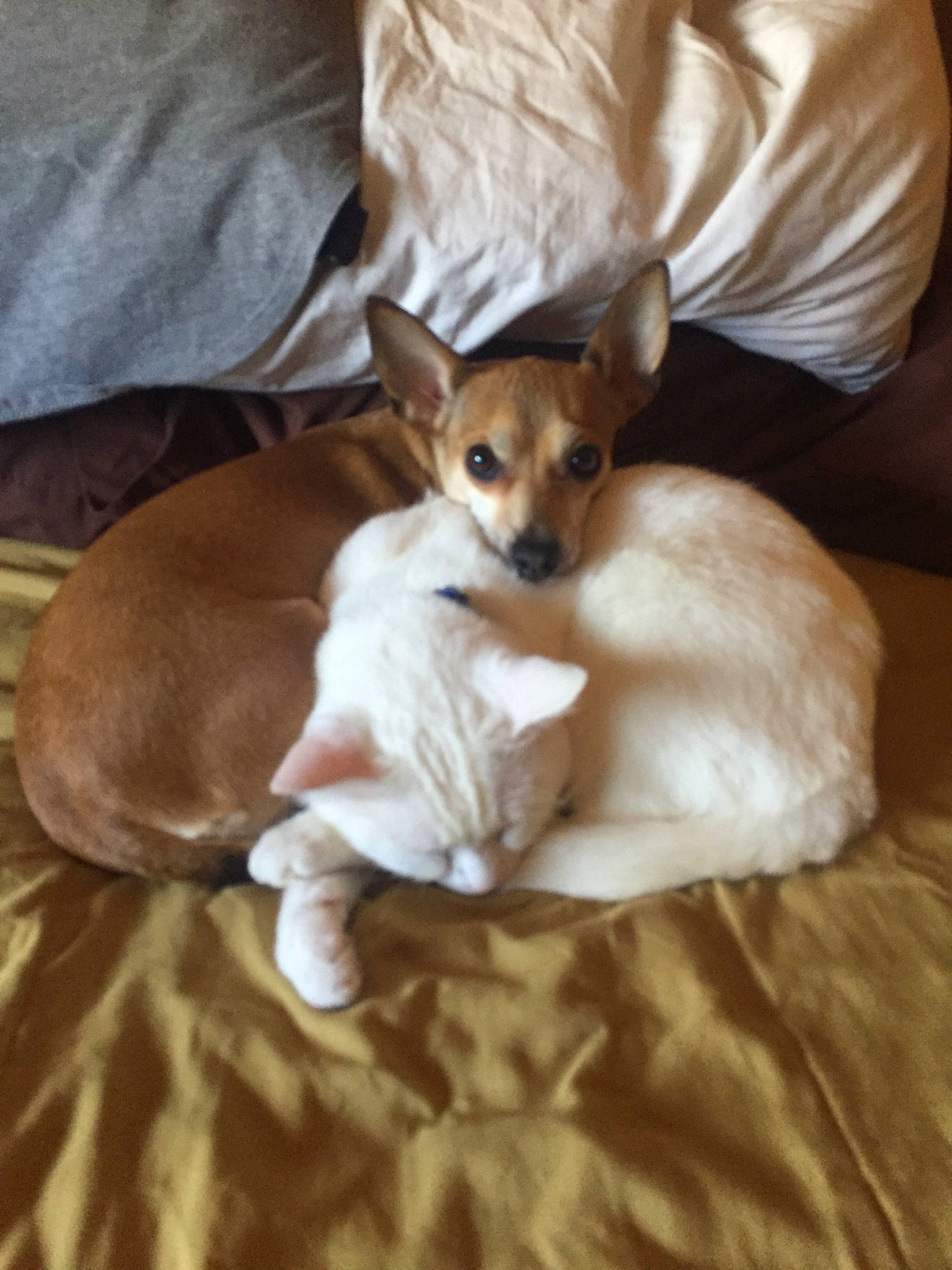 Tina is registered to the contest to win money with this photo: bed, canidae, carnivore, chihuahua, comfort, companion_dog, dog, dog_breed, dog_supply, fawn, fur, nap, paw, puppy, snout, sporting_group, tail, toy_dog, whiskers, working_animal