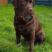 Réglisse participe au concours pour gagner de l'argent avec cette photo : dog, chocolate_labrador, grass, ball, backyard, fence, wooden_doghouse, pet, outdoor, animal, canine, playing, sitting, greenery, daylight, fur, snout, ears, mouth, watching