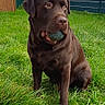 dog, chocolate_labrador, grass, ball, backyard, fence, wooden_doghouse, pet, outdoor, animal, canine, playing, sitting, greenery, daylight, fur, snout, ears, mouth, watching
