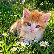 Nala a rejoint le concours — aidez-le/la à gagner de superbes lots ! kitten, cat, orange_and_white, blue_eyes, fluffy, furry, animal, pet, grass, meadow, daisies, flowers, garden, outdoors, nature, sunlight, close_up, portrait, adorable, whiskers