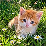kitten, cat, orange_and_white, blue_eyes, fluffy, furry, animal, pet, grass, meadow, daisies, flowers, garden, outdoors, nature, sunlight, close_up, portrait, adorable, whiskers