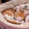 Nala participe au concours pour gagner de l'argent avec cette photo : kittens, cats, sleeping, orange_and_white, fluffy, cuddling, pet_bed, blanket, cozy, indoors, adorable, peaceful, resting, feline, fur, pink, cream, close_up, animal_portrait, nap