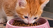 Nala participe au concours pour gagner de l'argent avec cette photo : cat, kitten, orange_cat, white_cat, tabby, eating, pet_food, kibble, food_bowl, pink_bowl, paw_prints, whiskers, ears, blue_eyes, fur, close_up, indoor, pet, animal, feeding