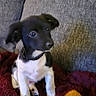 Kirby is registered to the contest to win money with this photo: puppy, dog, black_and_white, toy, plush_toy, couch, blanket, indoor, pet, small_dog, sitting, cozy, fur, cute, animal, looking, home, domestic, young, companion