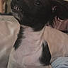 Kirby joined the competition — help win amazing prizes! puppy, dog, black_and_white, small_dog, pet, bed, blanket, indoor, cute, fur, canine, sitting, looking_up, teeth, ears, whiskers, animal, cozy, domestic, young