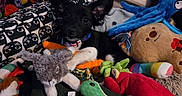 Kirby joined the competition — help win amazing prizes! puppy, dog, toy, plush, carrot, octopus, bear, colorful, cute, pet, animal, indoor, cozy, soft, black_and_white, small, lying_down, playful, stuffed_animal, fabric