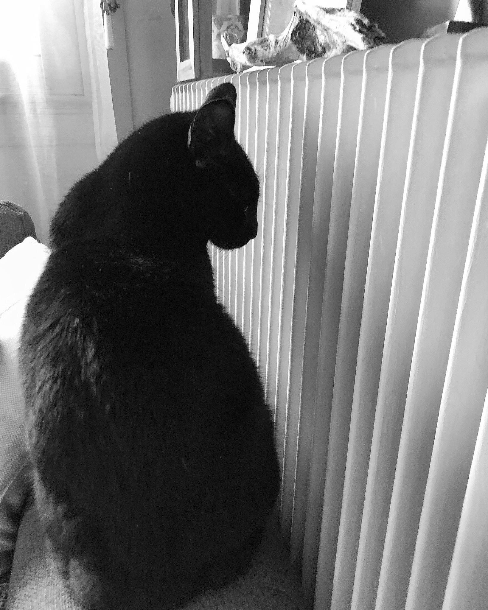 Chucky participe au concours pour gagner de l'argent avec cette photo : black, black_and_white, black_cat, carnivore, cat, comfort, domestic_short_haired_cat, felidae, fur, grey, monochrome, monochrome_photography, room, shadow, small_to_medium_sized_cats, snout, style, tail, whiskers, white