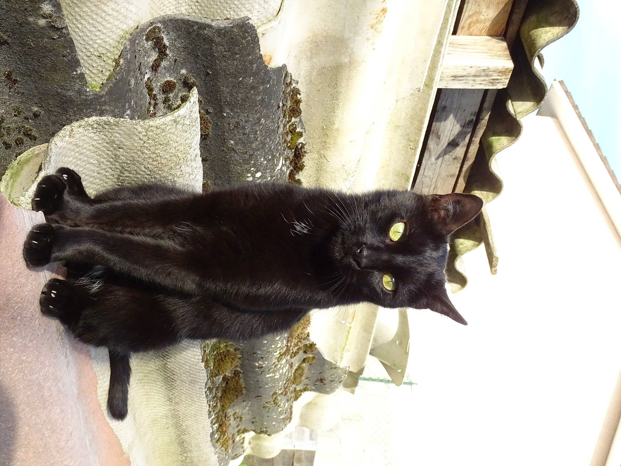 Bagheera a rejoint le concours — aidez-le/la à gagner de superbes lots ! black_cat, bombay, carnivore, cat, claw, domestic_short_haired_cat, felidae, fur, small_to_medium_sized_cats, snout, tail, terrestrial_animal, whiskers