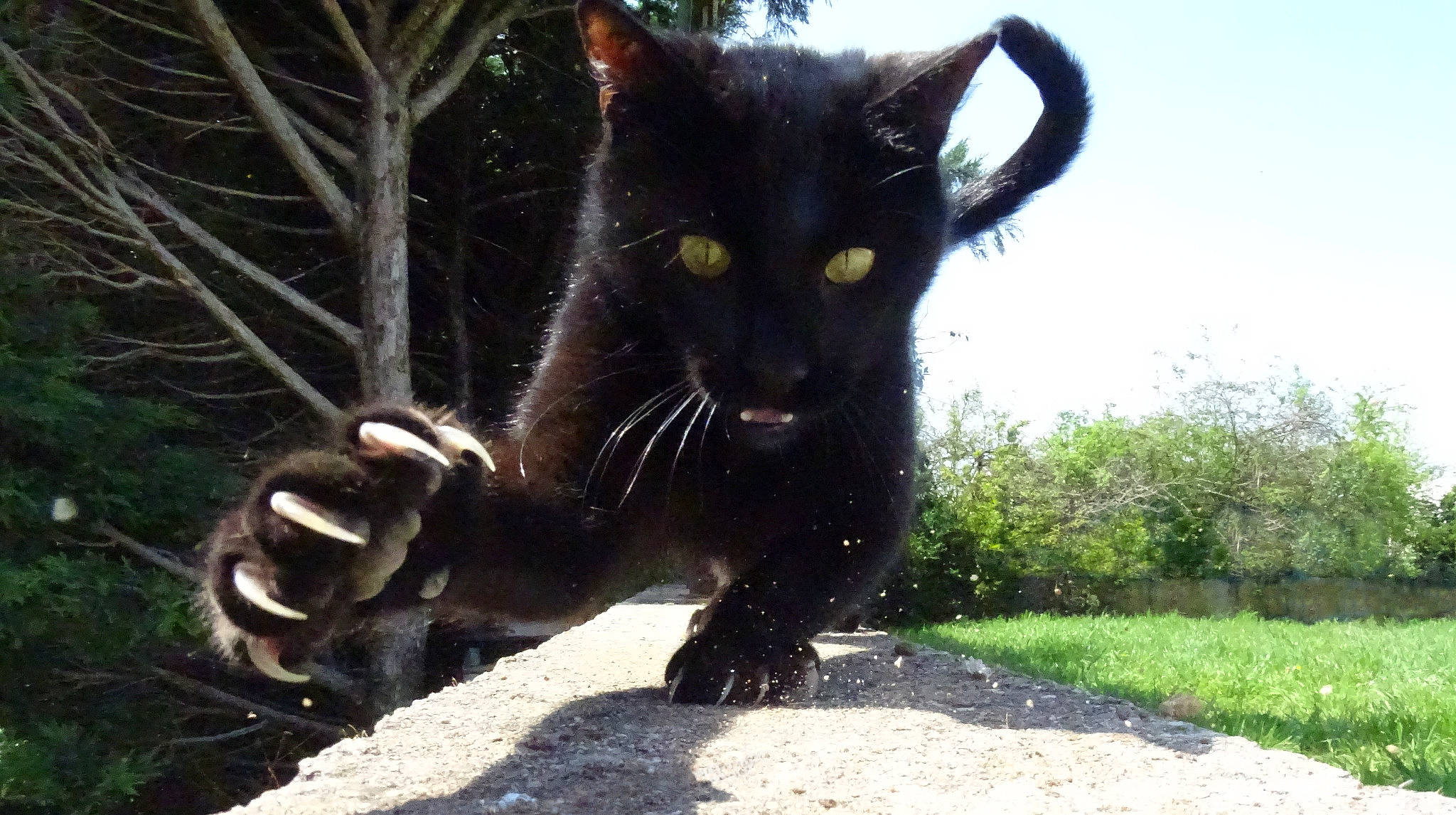 Bagheera participe au concours pour gagner de l'argent avec cette photo : black_cat, bombay, carnivore, cat, claw, domestic_short_haired_cat, eye, felidae, fur, grass, human_leg, paw, plant, sky, small_to_medium_sized_cats, snout, tail, terrestrial_animal, tree, whiskers