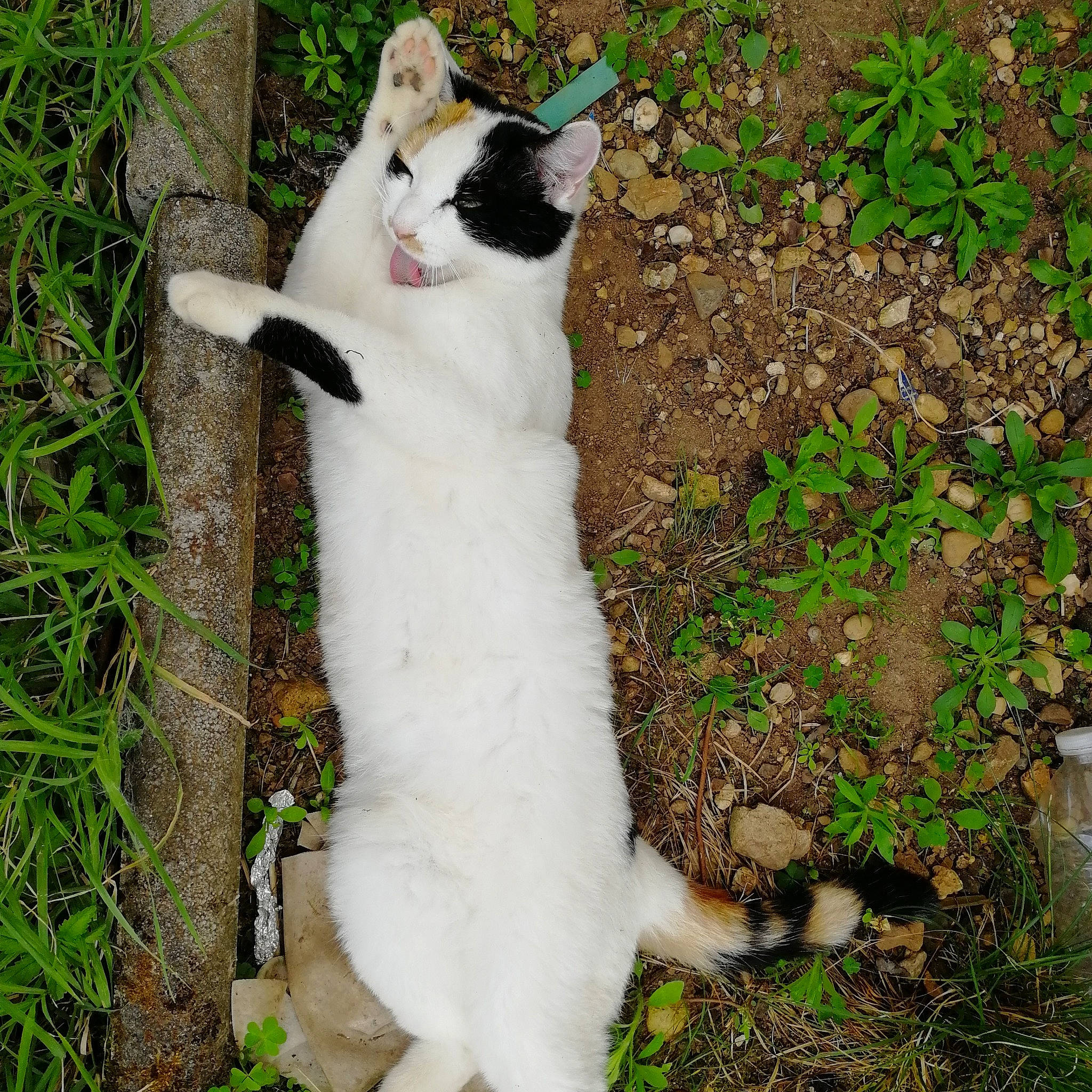 Luna participe au concours pour gagner de l'argent avec cette photo : aegean_cat, carnivore, cat, domestic_short_haired_cat, felidae, fur, grass, plant, polydactyl_cat, small_to_medium_sized_cats, tail, turkish_angora, turkish_van, whiskers