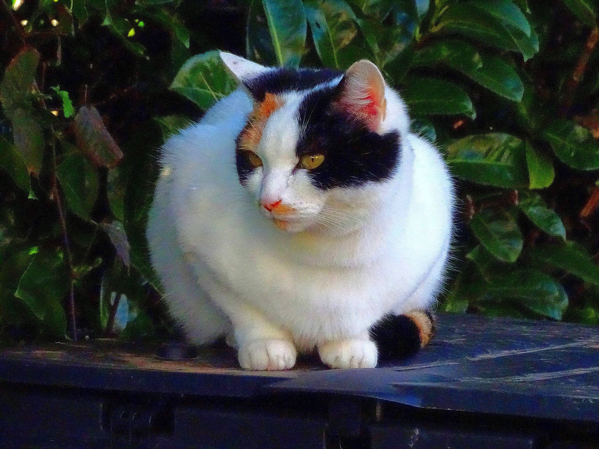 Luna a rejoint le concours — aidez-le/la à gagner de superbes lots ! aegean_cat, american_wirehair, carnivore, cat, cymric, domestic_long_haired_cat, domestic_short_haired_cat, felidae, japanese_bobtail, mammal, polydactyl_cat, small_to_medium_sized_cats, turkish_van, whiskers