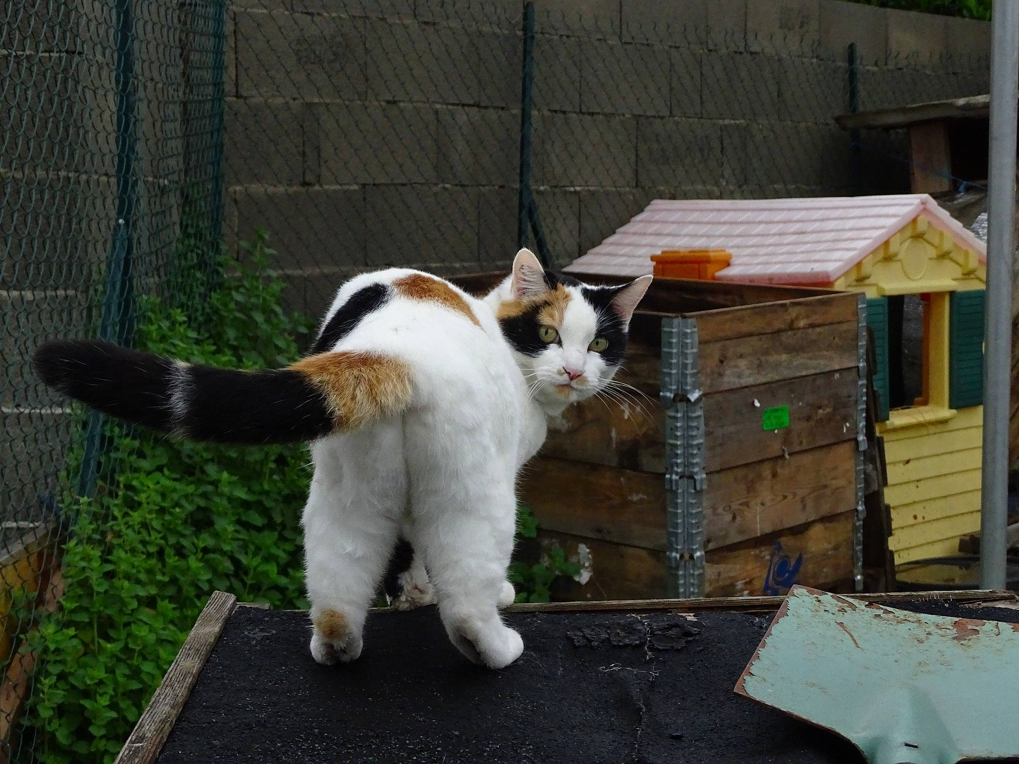 Luna participe au concours pour gagner de l'argent avec cette photo : aegean_cat, carnivore, cat, domestic_short_haired_cat, felidae, fur, mammal, polydactyl_cat, small_to_medium_sized_cats, snapshot, tail, turkish_van, vertebrate, whiskers