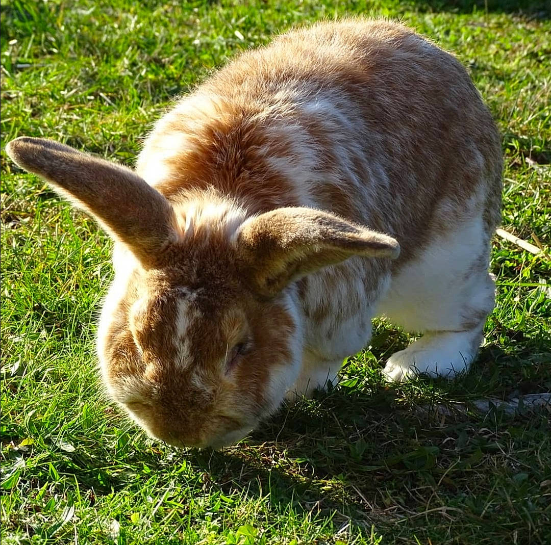 Cappuccino a rejoint le concours — aidez-le/la à gagner de superbes lots ! domestic_rabbit, ear, fawn, fur, grass, hare, mammal, plant, rabbit, rabbits_and_hares, terrestrial_animal, wildlife