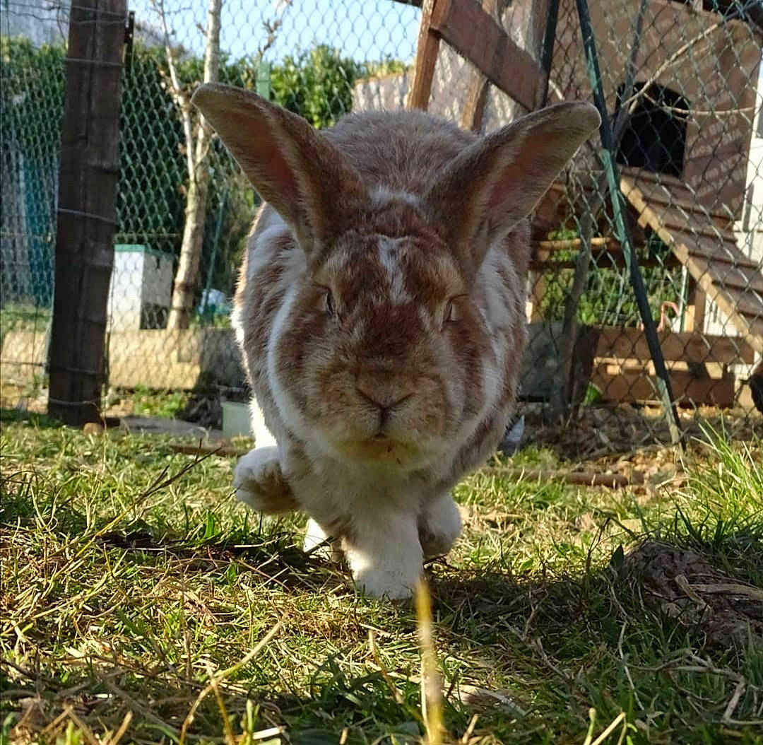 Cappuccino participe au concours pour gagner de l'argent avec cette photo : cat, fawn, grass, plant, rabbit, tail, terrestrial_animal, whiskers, wildlife