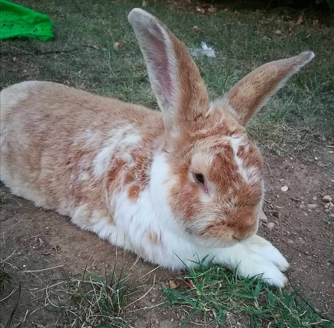 Cappuccino a rejoint le concours — aidez-le/la à gagner de superbes lots ! adaptation, domestic_rabbit, ear, fawn, grass, hare, mammal, mountain_cottontail, organism, plant, rabbit, rabbits_and_hares, snowshoe_hare, terrestrial_animal, whiskers, wildlife
