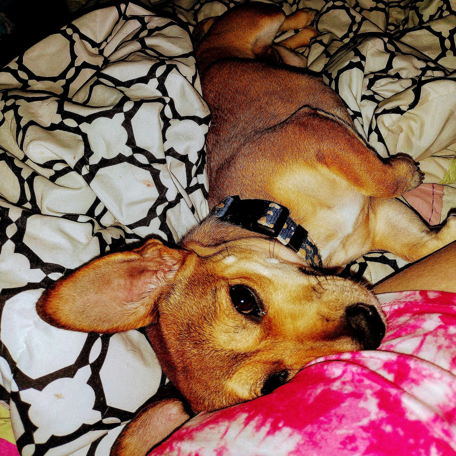 Keah Maria joined the competition — help win amazing prizes! animal, beagle, bed, bedroom, blanket, bulldog, canine, chihuahua, couch, cushion, dog, furniture, homedecor, hound, indoors, person, pet, puppy, room, sleeping