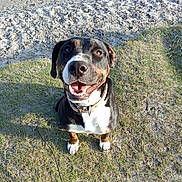 Togo a rejoint le concours — aidez-le/la à gagner de superbes lots ! dog, smiling, grass, sand, outdoor, pet, canine, collar, happy, sitting, nature, animal, friendly, sunlight, closeup, brown, black, white, ears, tongue