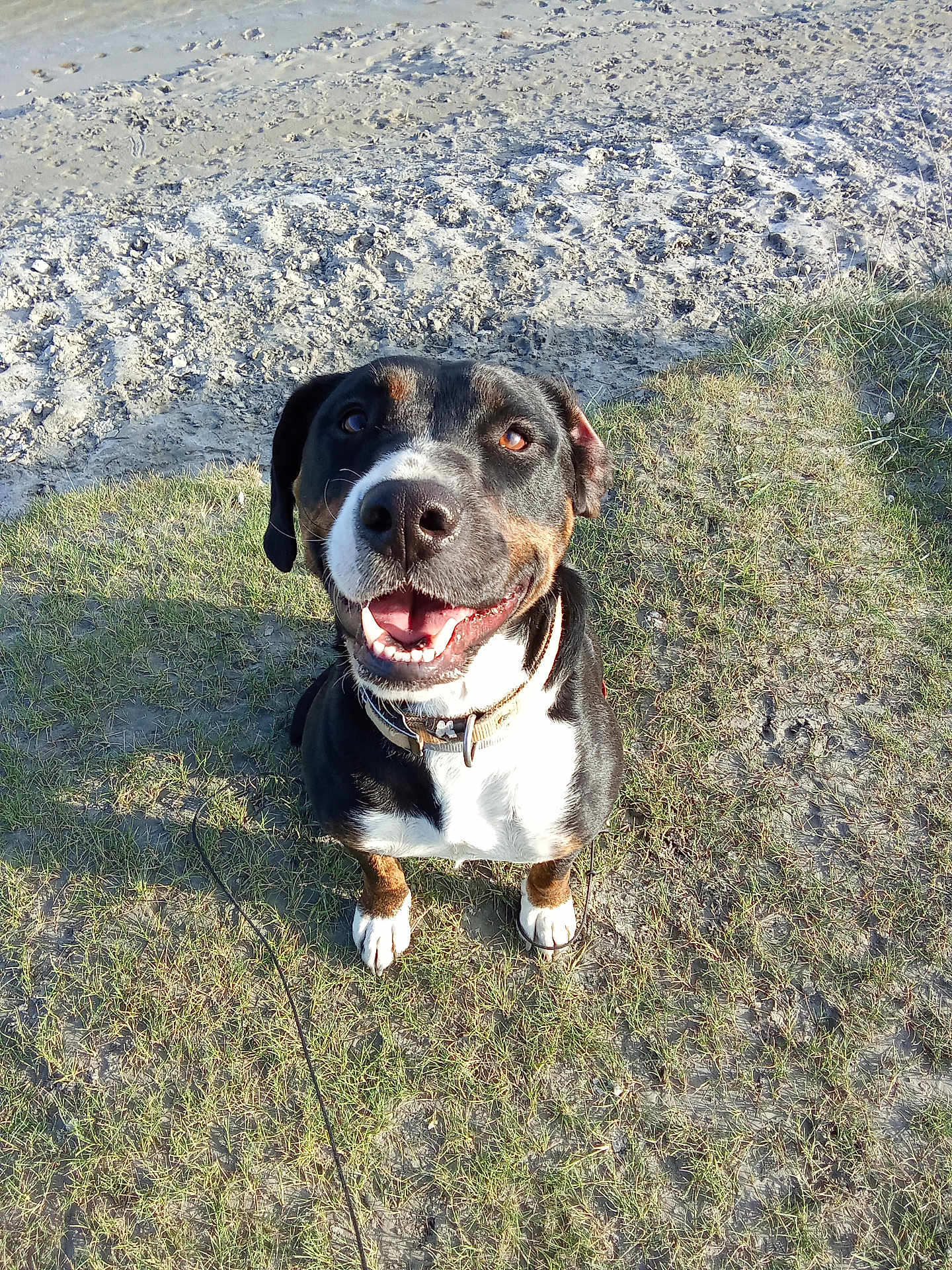 Togo a rejoint le concours — aidez-le/la à gagner de superbes lots ! dog, smiling, grass, sand, outdoor, pet, canine, collar, happy, sitting, nature, animal, friendly, sunlight, closeup, brown, black, white, ears, tongue