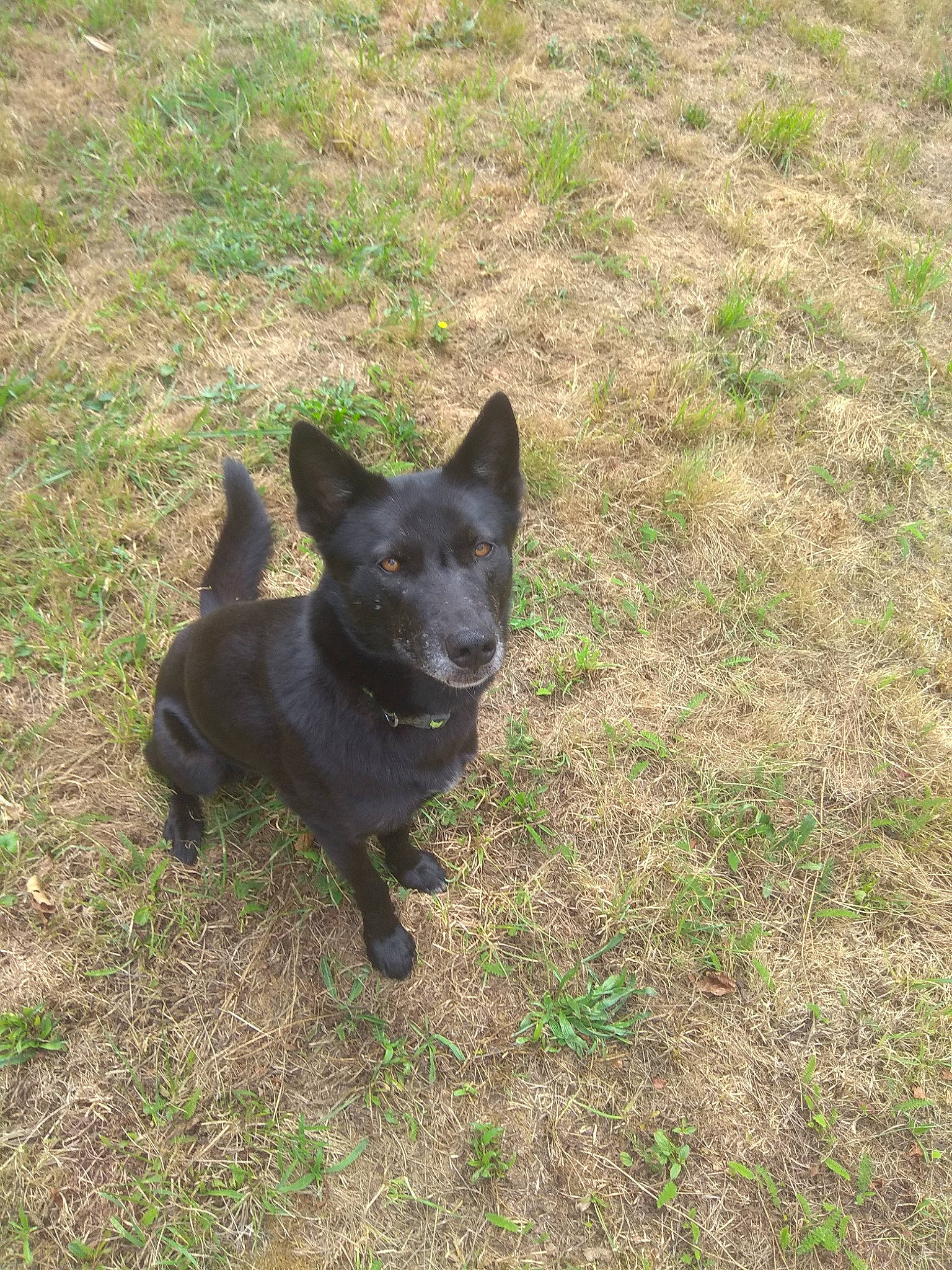 Rya a rejoint le concours — aidez-le/la à gagner de superbes lots ! black_norwegian_elkhound, canidae, carnivore, companion_dog, dog, dog_breed, felidae, grass, non_sporting_group, plant, snout, sporting_group, tail, terrestrial_animal, tree, working_animal, working_dog