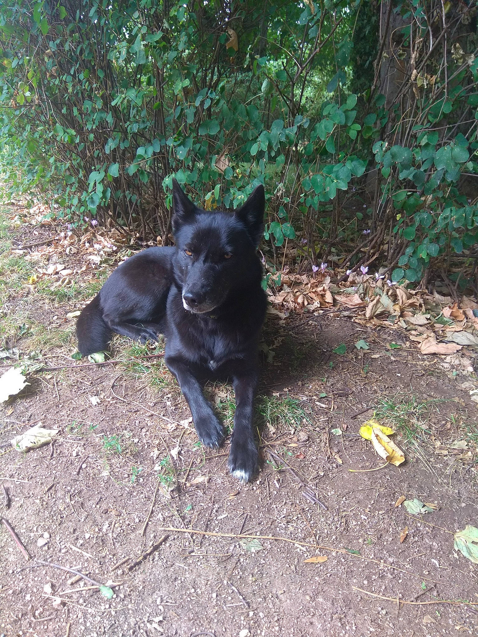 Rya participe au concours pour gagner de l'argent avec cette photo : adventure, black_norwegian_elkhound, borador, canidae, carnivore, companion_dog, dog, dog_breed, grass, hunting_dog, non_sporting_group, plant, snout, soil, sporting_group, tail, terrestrial_animal, tree, working_animal, working_dog