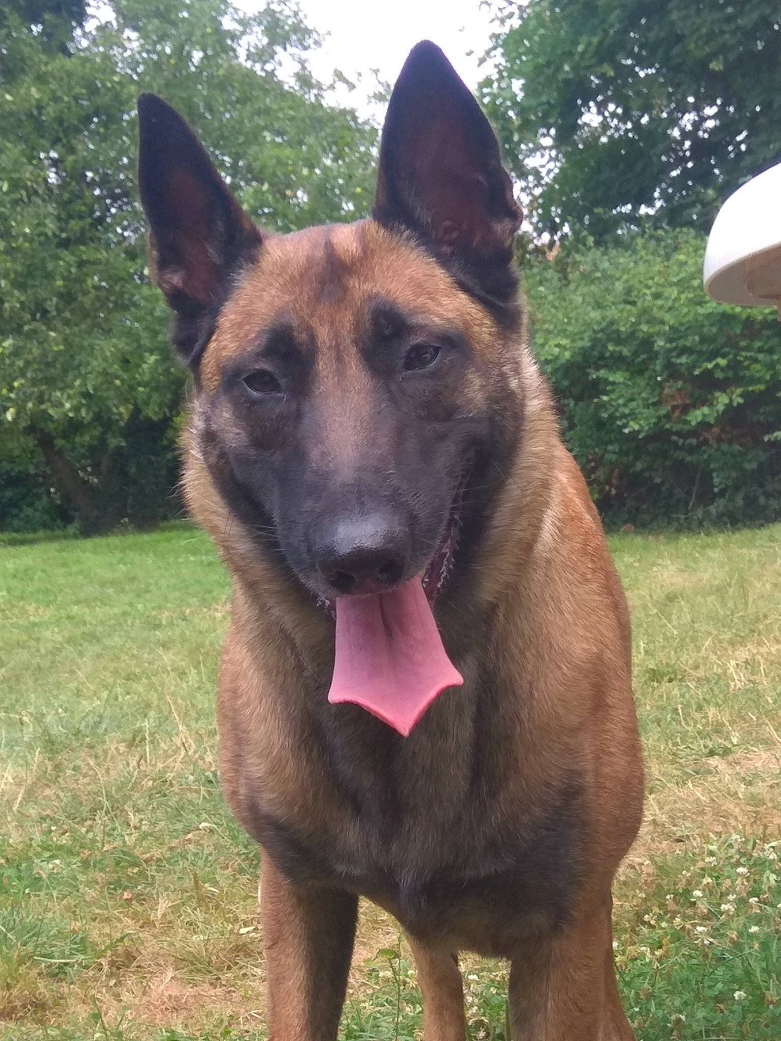 Princesse participe au concours pour gagner de l'argent avec cette photo : balance, biting, canidae, carnivore, companion_dog, dog, dog_breed, east_european_shepherd, fawn, german_shepherd_dog, grass, old_german_shepherd_dog, plant, sky, snout, sporting_group, terrestrial_animal, tree, working_animal, working_dog