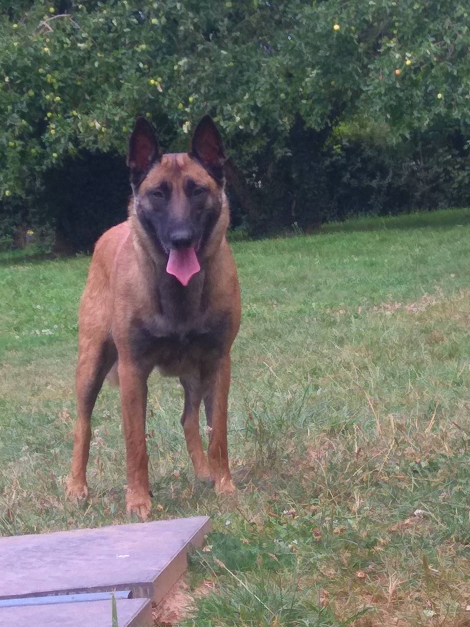 Princesse a rejoint le concours — aidez-le/la à gagner de superbes lots ! canidae, carnivore, companion_dog, dog, dog_breed, fawn, giant_dog_breed, grass, guard_dog, herding_dog, liver, plant, snout, sporting_group, tail, terrestrial_animal, tree, wildlife, working_animal, working_dog