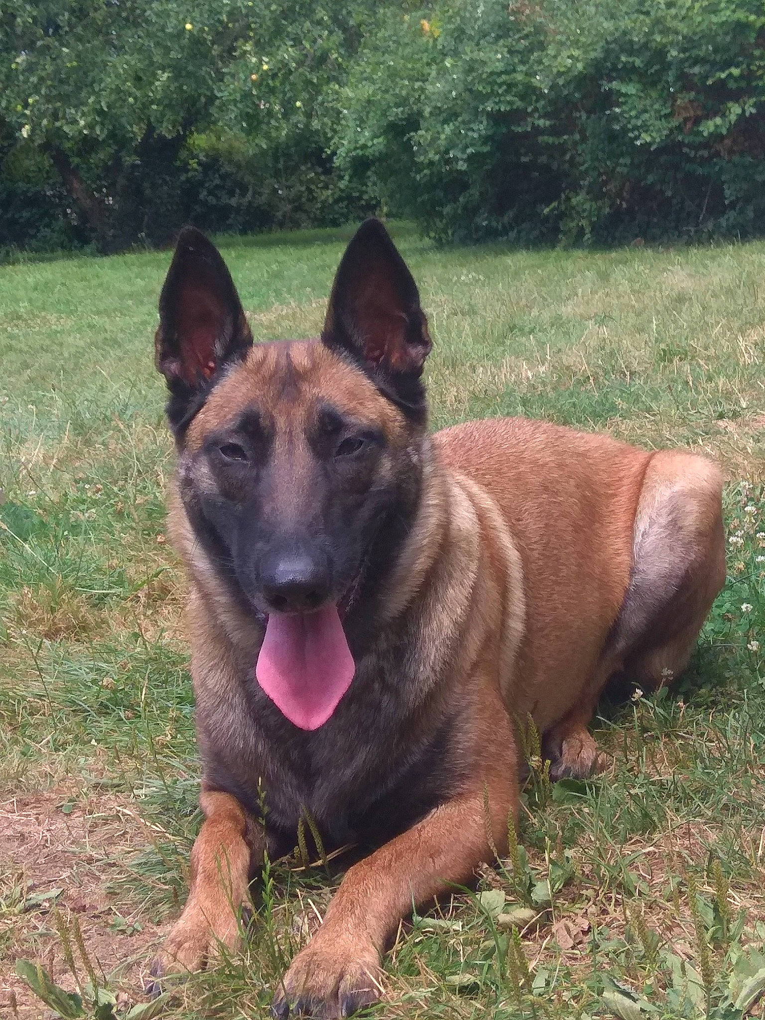 Princesse a rejoint le concours — aidez-le/la à gagner de superbes lots ! belgian_shepherd_malinois, canidae, carnivore, companion_dog, dog, dog_breed, dog_supply, east_european_shepherd, fawn, german_shepherd_dog, grass, herding_dog, king_shepherd, old_german_shepherd_dog, plant, snout, sporting_group, tree, working_animal, working_dog