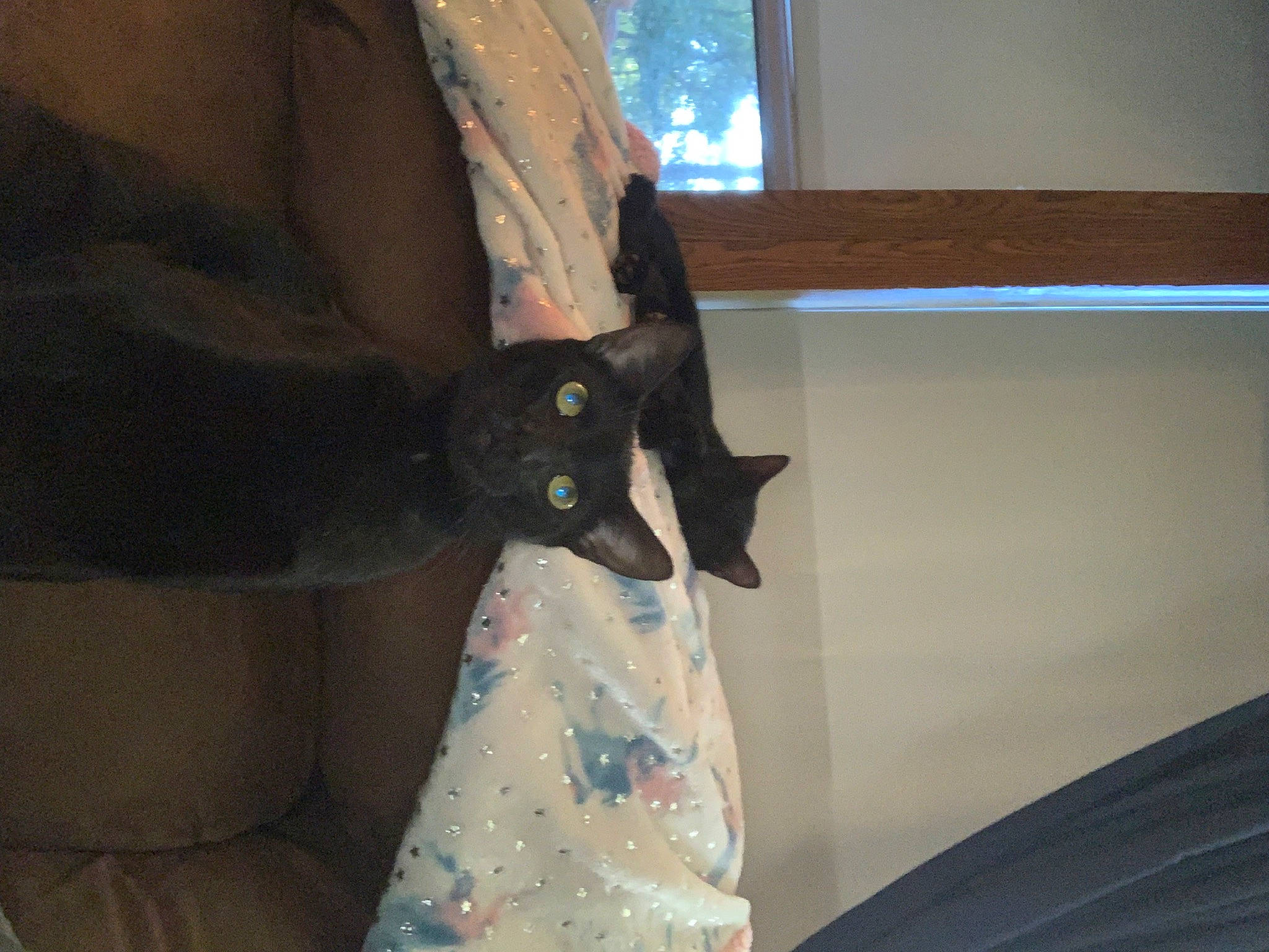 Turbo joined the competition — help win amazing prizes! bed, black_cat, carnivore, cat, comfort, couch, domestic_short_haired_cat, felidae, fur, human_leg, linens, pattern, room, sleeve, small_to_medium_sized_cats, t_shirt, tail, whiskers, window