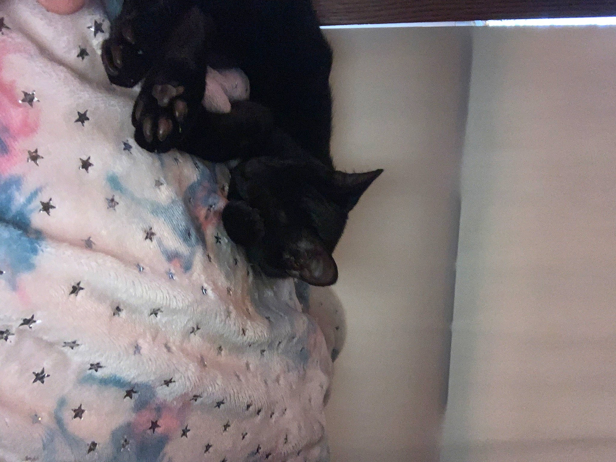 Turbo is registered to the contest to win money with this photo: bed, bedding, black_cat, carnivore, cat, comfort, dog_breed, domestic_short_haired_cat, felidae, flooring, fur, grey, linens, mammal, pattern, small_to_medium_sized_cats, snout, tail, vertebrate, whiskers