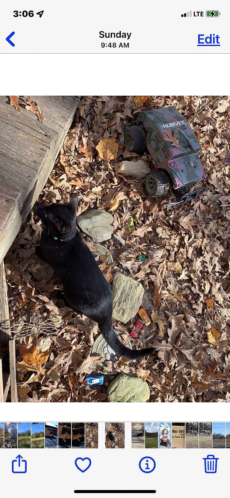 Smalls joined the competition — help win amazing prizes! asphalt, automotive_tire, bombay, carnivore, cat, felidae, grass, groundcover, plant, pollution, road_surface, shadow, small_to_medium_sized_cats, soil, sporting_group, tail, terrestrial_animal, tints_and_shades, waste, wood