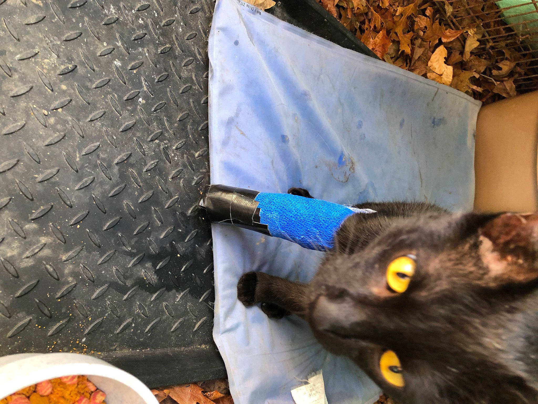 Smalls is registered to the contest to win money with this photo: black_cat, bowl, carnivore, cat, comfort_food, cooking, cuisine, dish, dog_breed, domestic_short_haired_cat, felidae, food, fur, ingredient, plate, recipe, small_to_medium_sized_cats, tableware, tail, whiskers