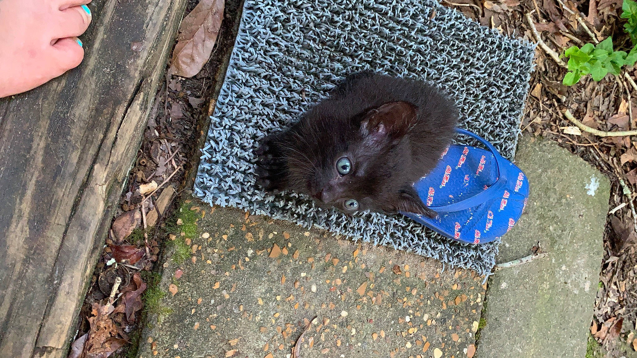 Smalls is registered to the contest to win money with this photo: art, asphalt, black_cat, carnivore, cat, domestic_short_haired_cat, fawn, felidae, grass, grey, road_surface, rodent, sidewalk, small_to_medium_sized_cats, snout, soil, tail, terrestrial_animal, whiskers, wood