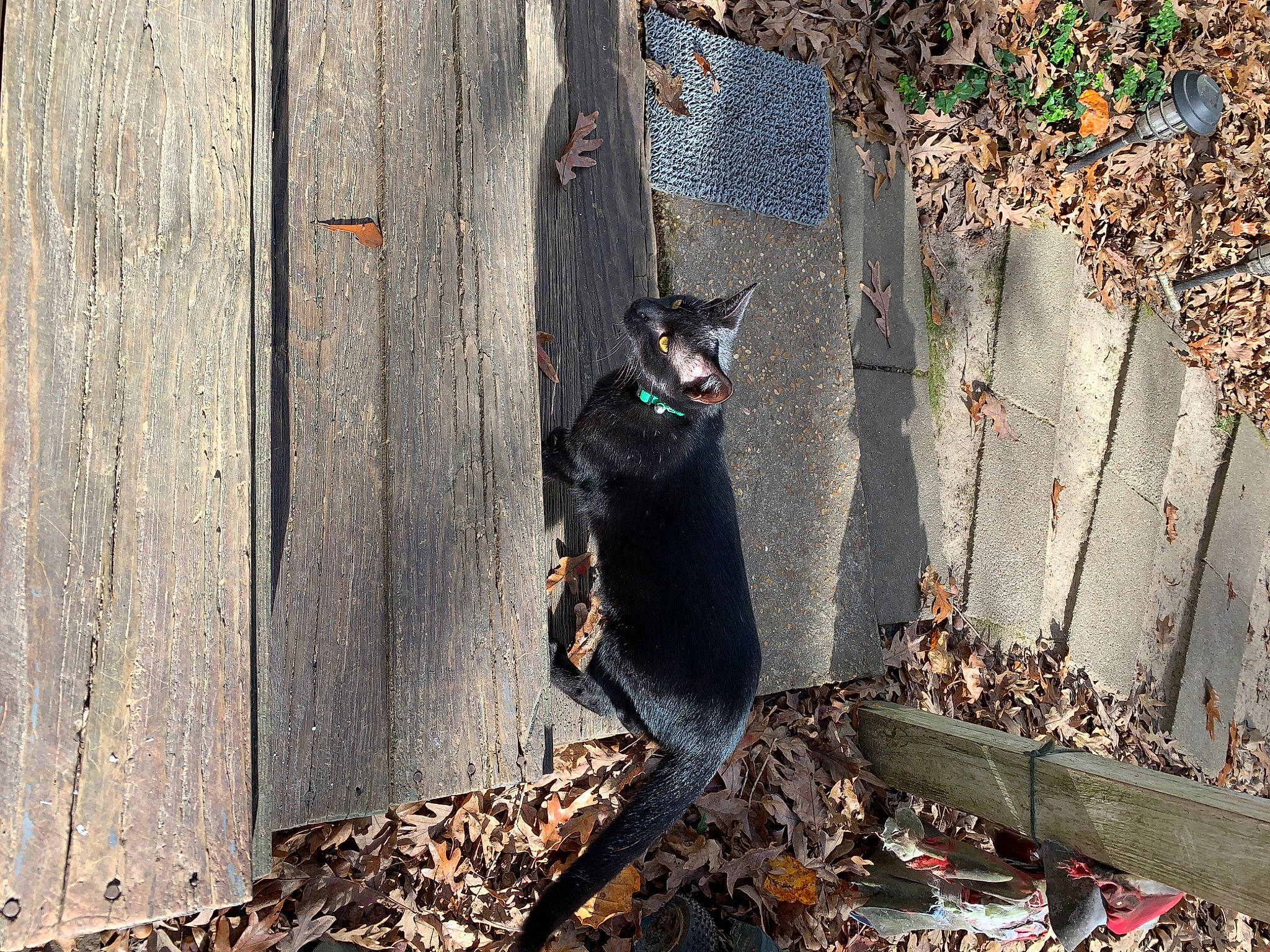 Smalls joined the competition — help win amazing prizes! beak, carnivore, concrete, domestic_short_haired_cat, felidae, fur, grass, grey, road_surface, shadow, small_to_medium_sized_cats, soil, tail, tints_and_shades, tree, trunk, twig, wall, whiskers, wood