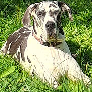 Onyx participe au concours pour gagner de l'argent avec cette photo : animal, canine, collar, daytime, dock, dog, grass, greenery, large_dog, leisure, nature, outdoor, peaceful, pet, relaxed, resting, spotted, summer, sunlight, water