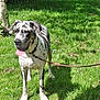 Onyx a rejoint le concours — aidez-le/la à gagner de superbes lots ! animal, canine, collar, daylight, dog, grass, great_dane, greenery, leash, mammal, nature, outdoor, pet, playful, spotted, standing, summer, sunlight, tongue_out, tree
