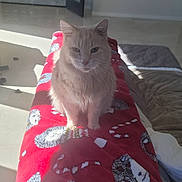 Ady joined the competition — help win amazing prizes! bedspread, blanket, cat, cozy, doorway, ears, feline, floor_tiles, fluffy_fur, home_interior, indoor, kitchen, living_room, pet, portrait, red_blanket, shadow, sitting, sunlight, whiskers