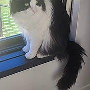 Rooster Saha is registered to the contest to win money with this photo: black_and_white, calm, cat, domestic_cat, fur, grass_outside, green_eyes, home_interior, indoor, ledge, long_hair, paws, pet, portrait, sitting, sunlight, tail, whiskers, window, windowsill