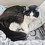 Rooster Saha joined the competition — help win amazing prizes! animal, bed, black_and_white, blanket, cat, comfort, cozy, cute, domestic, feline, fluffy, fur, indoor, pet, pillow, relaxed, resting, sleepy, soft, unicorn