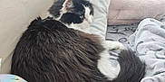 Rooster Saha joined the competition — help win amazing prizes! animal, black_and_white, blanket, cat, comfort, cozy, cushion, domestic_animal, feline, fluffy, fur, indoor, pet_bed, pillow, relaxed, resting, side_view, sleeping_area, soft_texture, tail