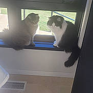 Cocoa is registered to the contest to win money with this photo: black_and_white_cat, cat, cats, domestic_cat, fluffy, grass_outside, indoor, longhaired, pair, pet, portrait, railing, reflection, sitting, sunlight, tabby_cat, tile_floor, vent, window, windowsill