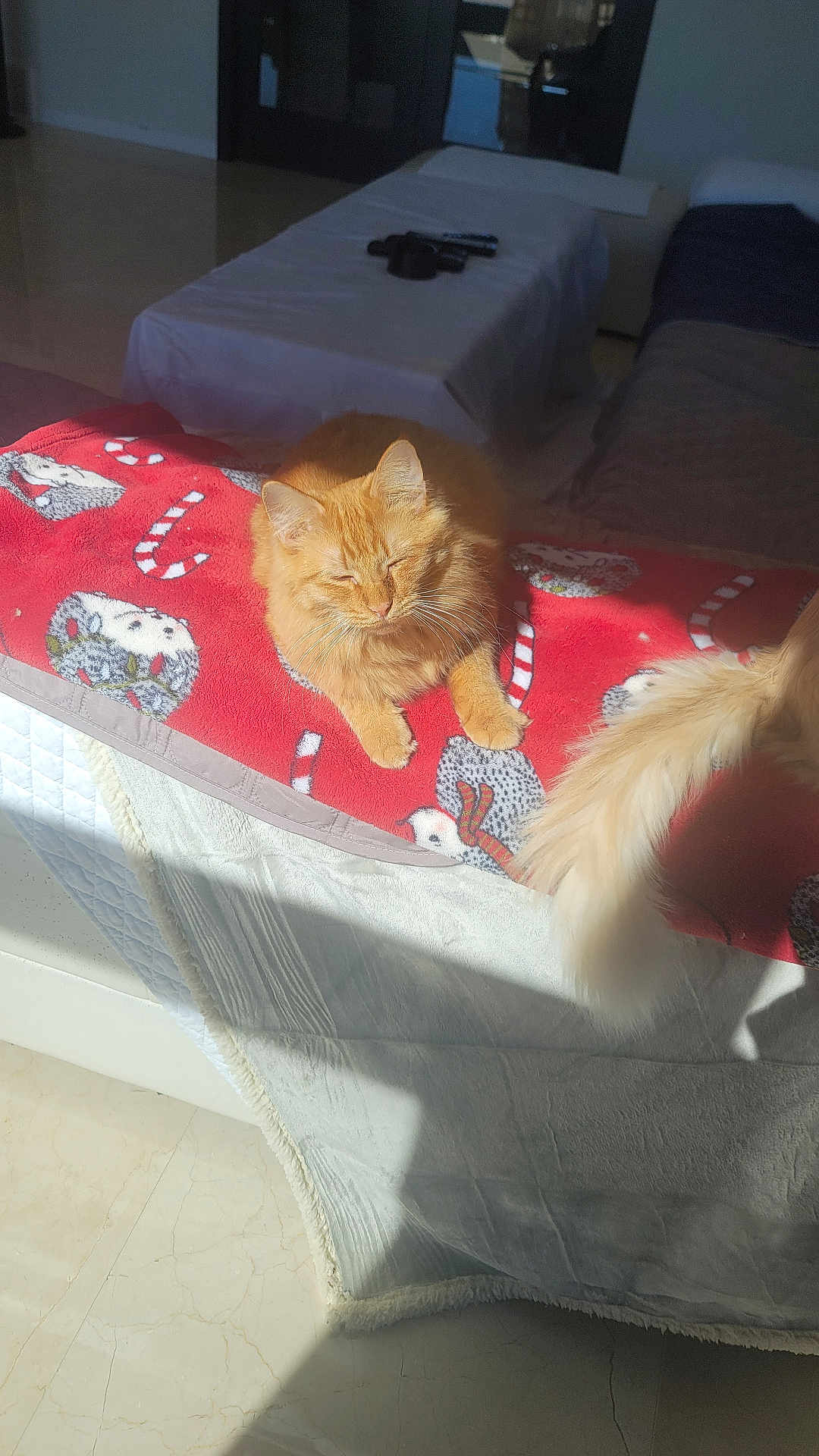 Buddy joined the competition — help win amazing prizes! cat, ginger_cat, orange_cat, blanket, red_blanket, candy_cane_pattern, bed, sunlight, tail, whiskers, fur, nap, indoor, living_room, remote_control, table, shadow, floor, tiled_floor, cozy