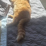 Buddy joined the competition — help win amazing prizes! cat, ginger_cat, orange_cat, fluffy, tail, bed, quilt, blanket, sunlight, sunbeam, indoor, pet, resting, paws, ears, whiskers, cozy, mattress, pillow, furry