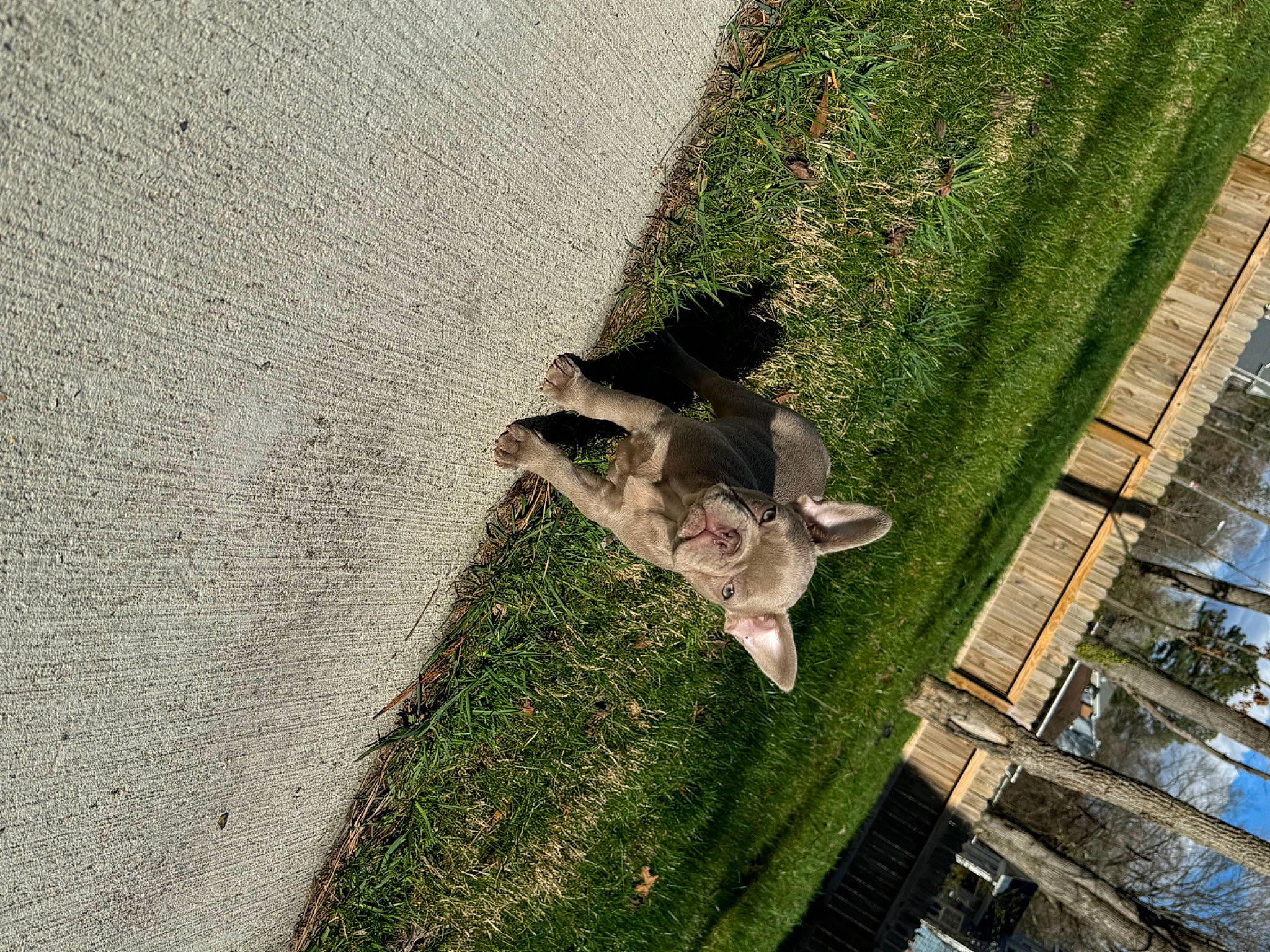 Luka joined the competition — help win amazing prizes! asphalt, building, facade, grass, grass_family, groundcover, landscape, lawn, plant, road_surface, roof, shadow, shrub, sidewalk, tree, trunk, urban_design, walkway, water, wood