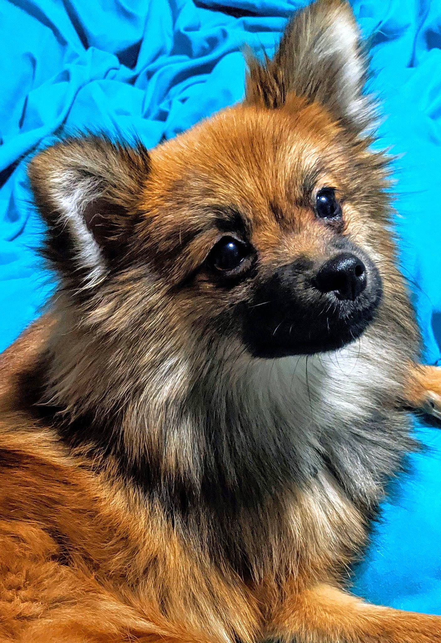 Wolfie is registered to the contest to win money with this photo: blue, canidae, carnivore, companion_dog, dog, dog_breed, electric_blue, fawn, fur, photography, plant, snout, tail, terrestrial_animal, tree, whiskers, wildlife