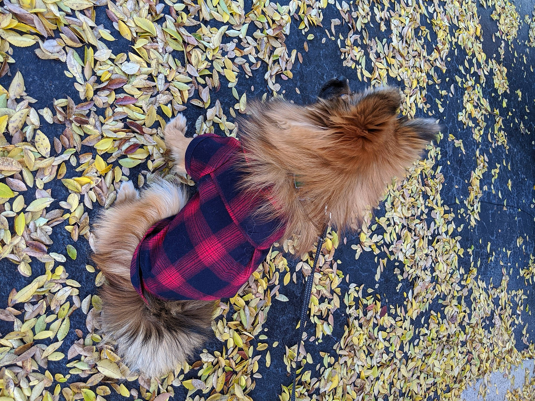 Wolfie is registered to the contest to win money with this photo: companion_dog, fun, fur, grass, landscape, leisure, pattern, people_in_nature, plaid, plant, shadow, soil, sunlight, tail, tartan, tints_and_shades, toddler, tree, winter, woody_plant