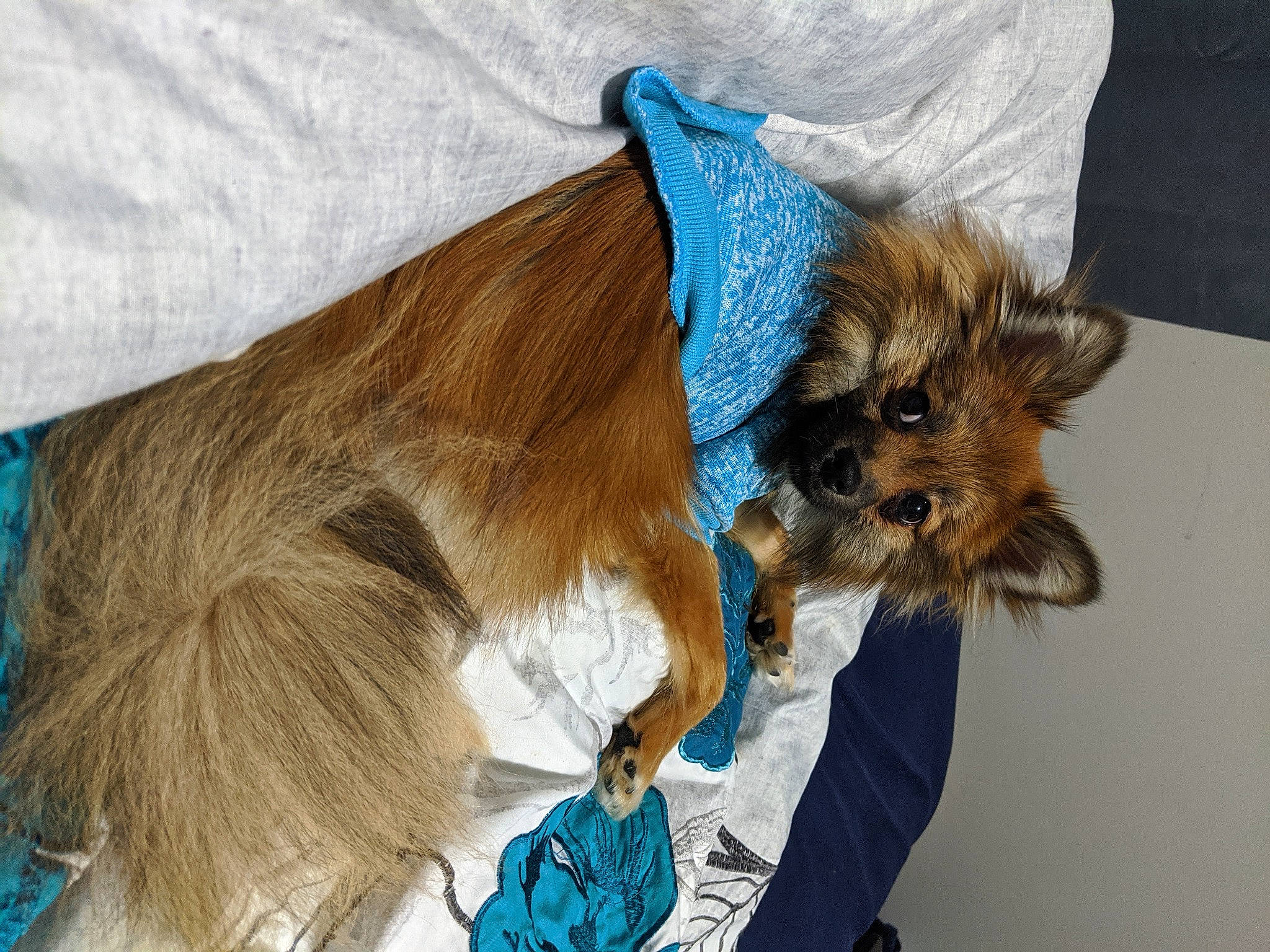 Wolfie is registered to the contest to win money with this photo: blue, canidae, carnivore, collar, companion_dog, dog, dog_breed, dog_clothes, dog_collar, dog_supply, fawn, liver, pet_supply, small_terrier, snout, sporting_group, terrier, toy_dog, working_animal, yorkshire_terrier