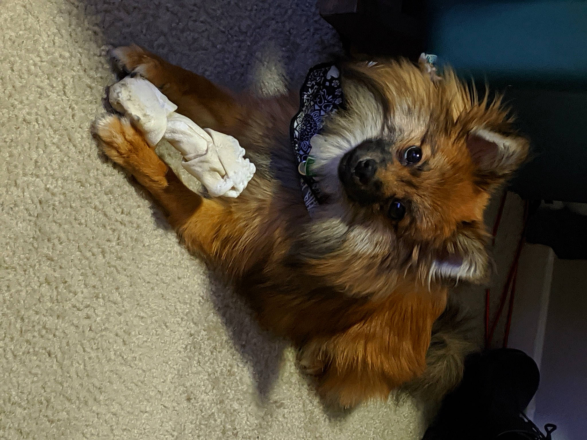 Wolfie is registered to the contest to win money with this photo: australian_silky_terrier, australian_terrier, carnivore, companion_dog, dog, dog_breed, fawn, flooring, fur, liver, paw, small_terrier, snout, sporting_group, tail, terrier, toy_dog, working_animal, yorkipoo, yorkshire_terrier