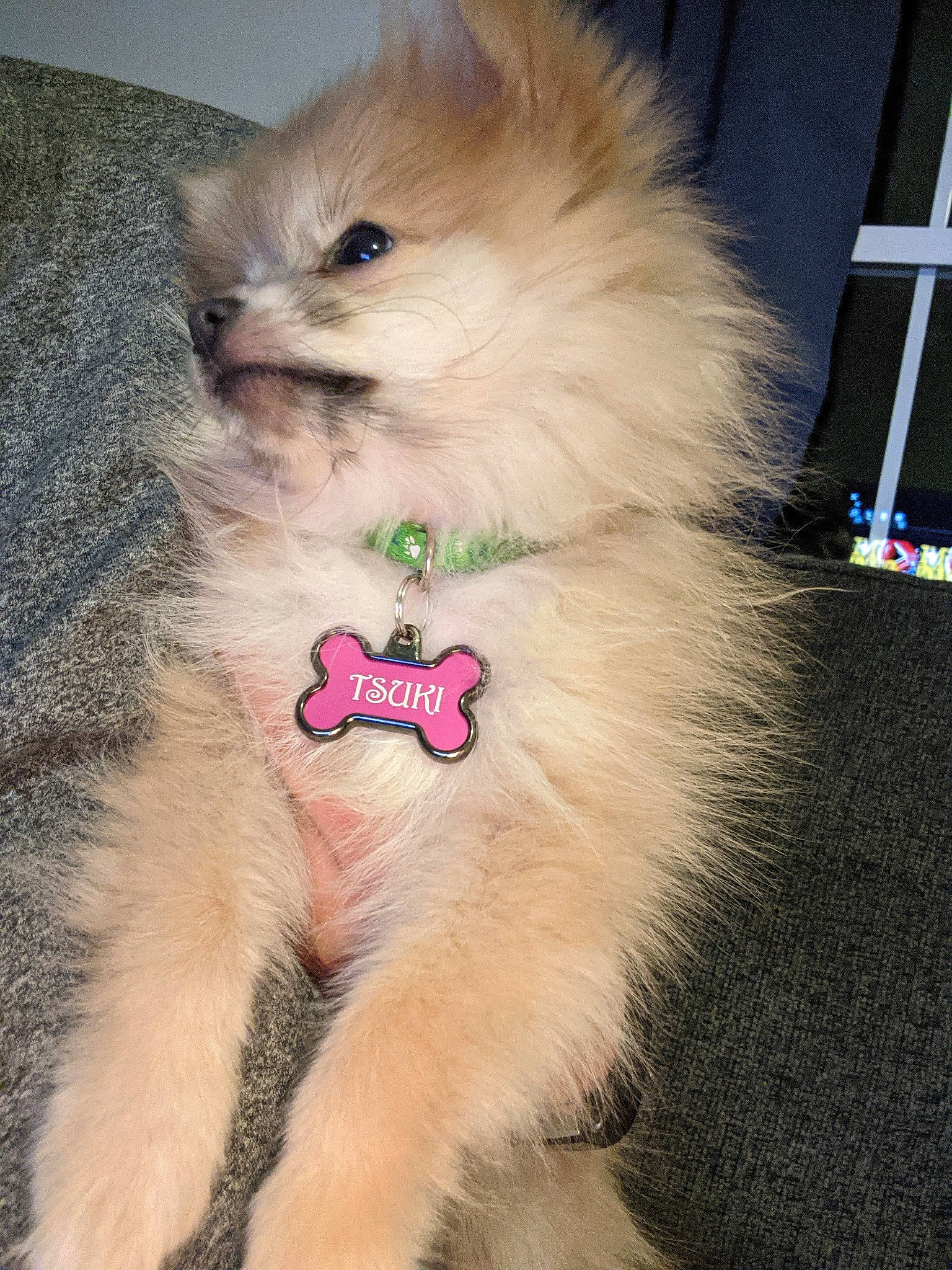 Tsuki joined the competition — help win amazing prizes! canidae, carnivore, collar, companion_dog, dog, dog_breed, dog_supply, fashion_accessory, fawn, felidae, fur, paw, pet_supply, small_to_medium_sized_cats, snout, sporting_group, tail, toy_dog, whiskers, working_animal